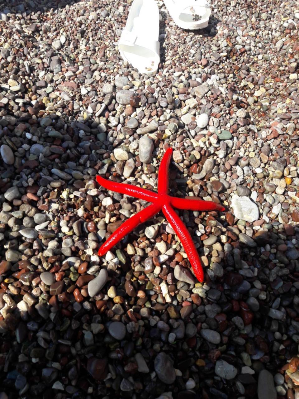 Sea Star Apartment Dobra Voda Εξωτερικό φωτογραφία